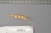 Click for 1 image(s) for this accession. Spike